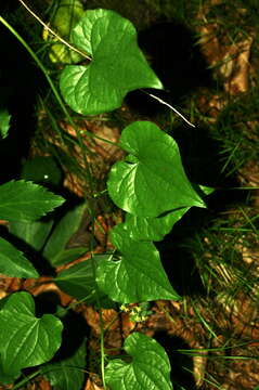 Image of Dioscorea communis (L.) Caddick & Wilkin