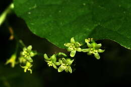 Image of Dioscorea communis (L.) Caddick & Wilkin