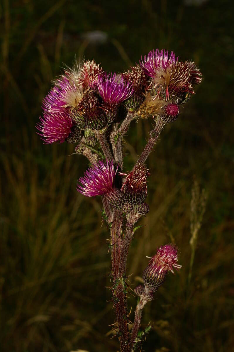 Слика од Carduus acanthoides L.