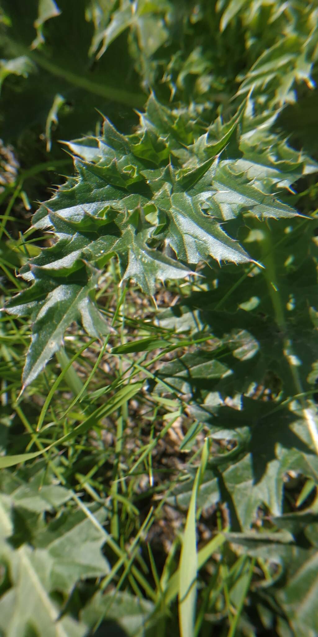 Image of Carduus nutans subsp. leiophyllus (Petrovic) Arènes