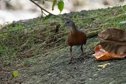 Image of Little Wood Rail