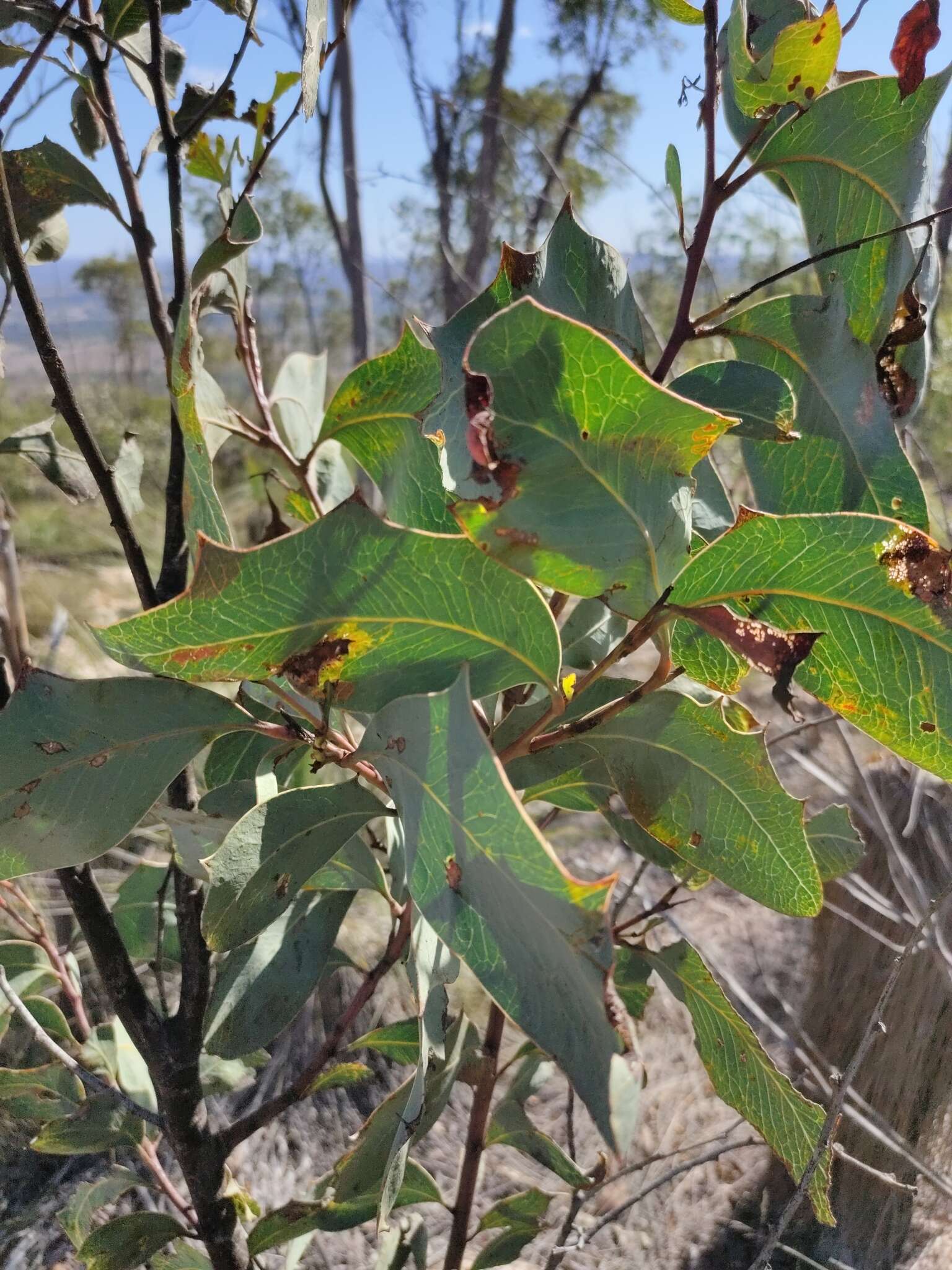 Image of Acacia bancroftiorum Maiden