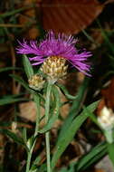 Image of brown knapweed