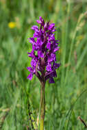 Image of Western Marsh-orchid