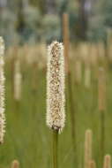 Image of Xanthorrhoea resinosa Pers.