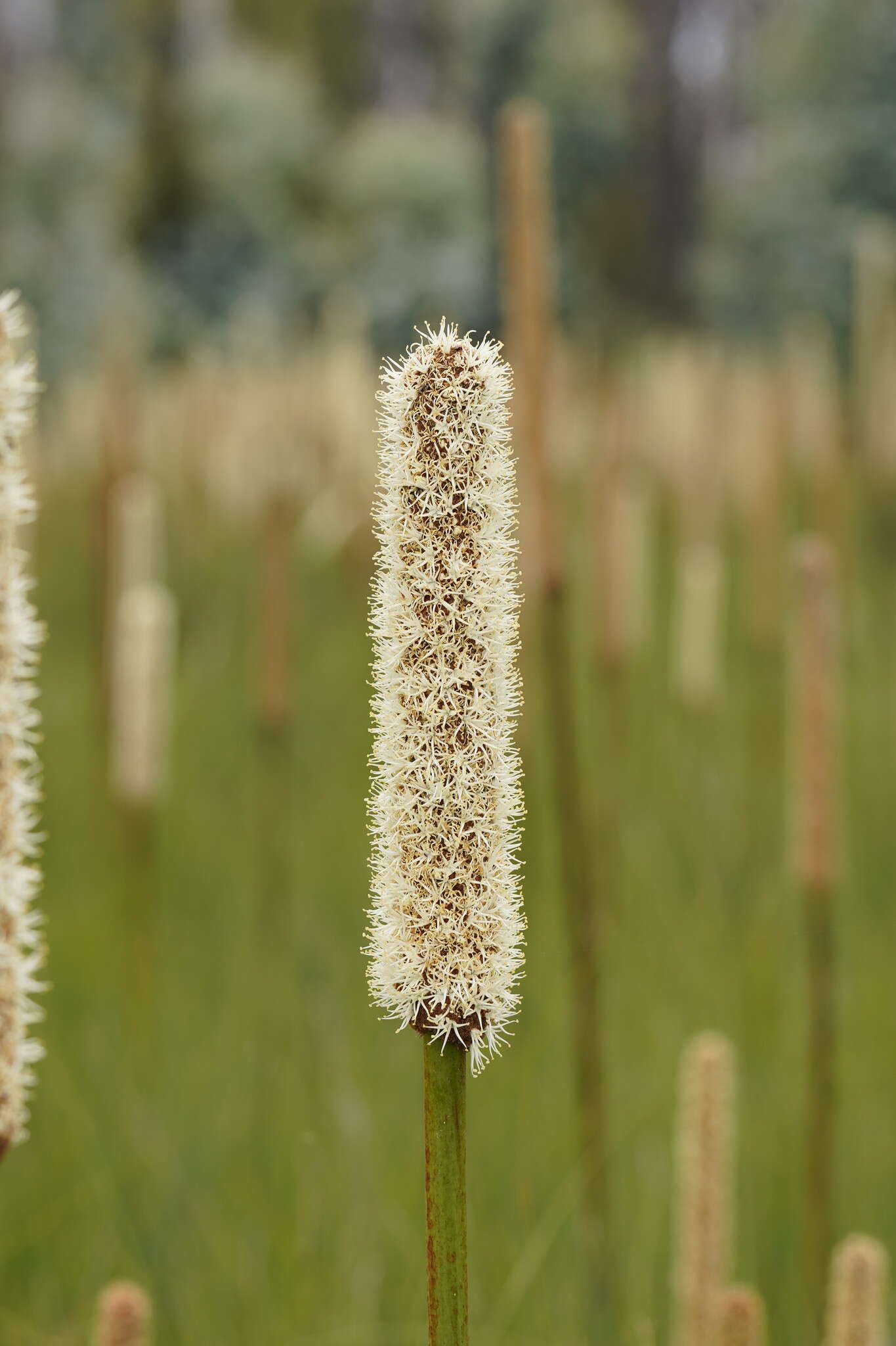 Image of Xanthorrhoea resinosa Pers.