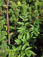 Image of wild angelica