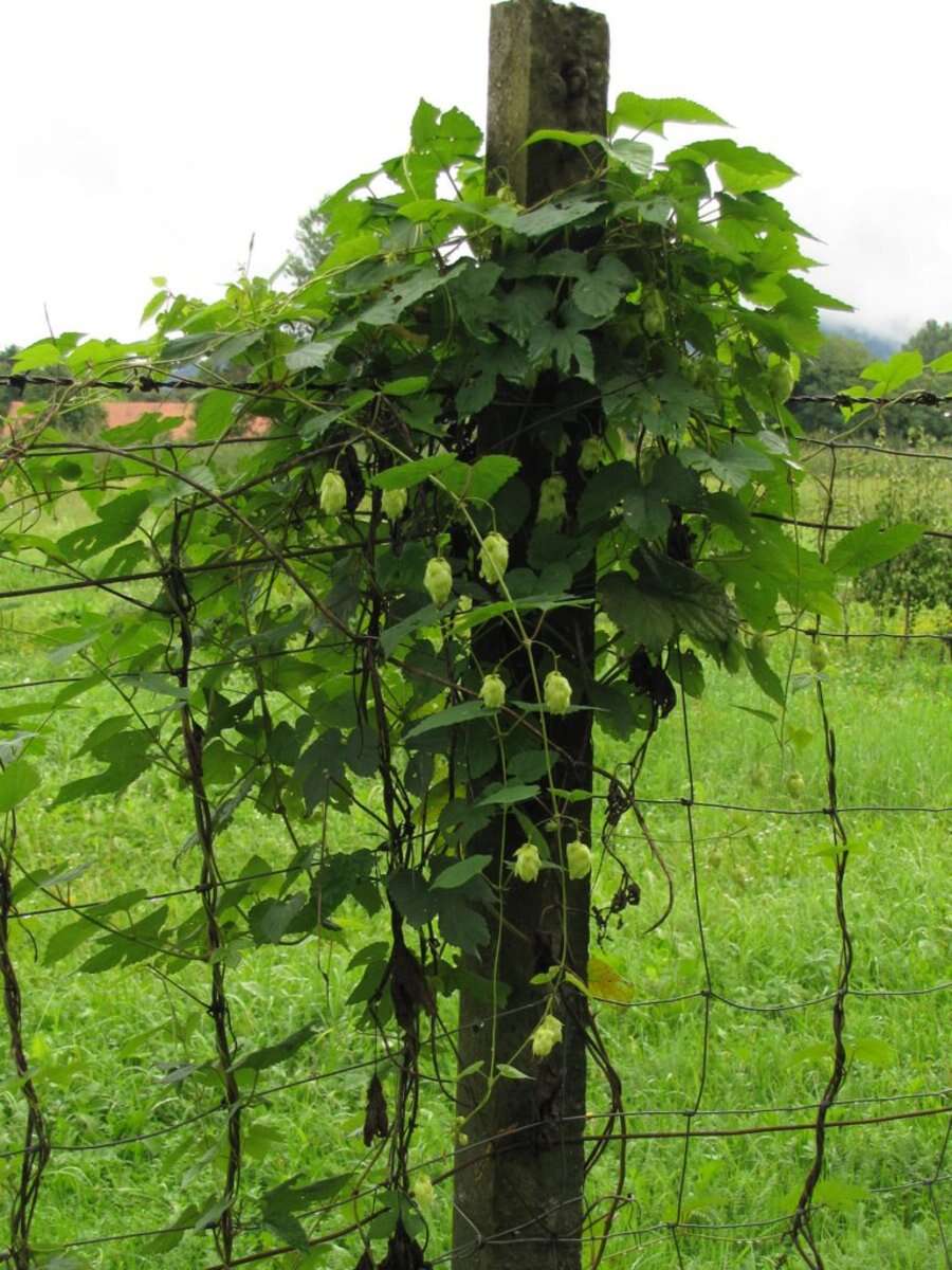 Image of common hop