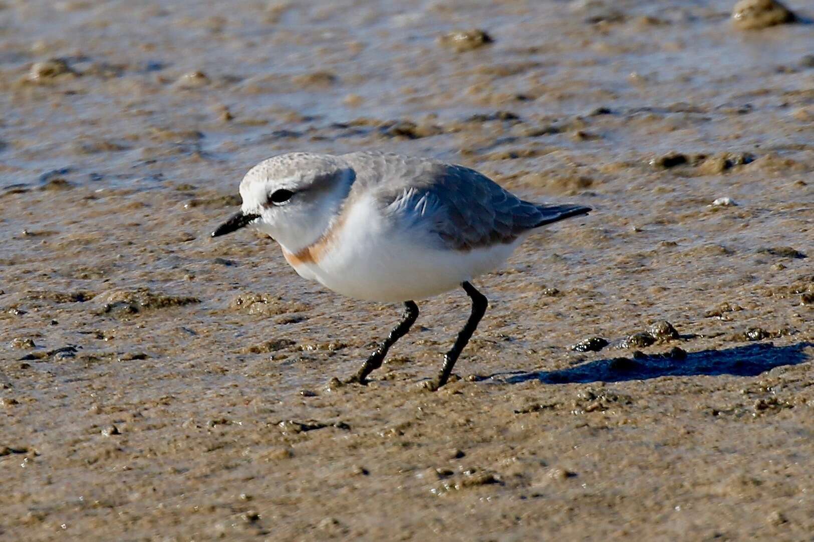 Image of Chestnut-banded Plover