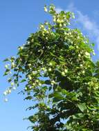 Image of common hop