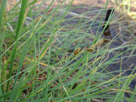 Image of Mackenzie's Sedge