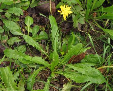 Слика од Leontodon hispidus L.