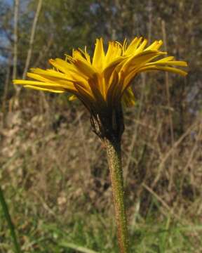 Слика од Leontodon hispidus L.