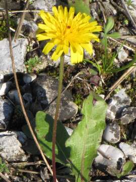 Слика од Leontodon hispidus L.