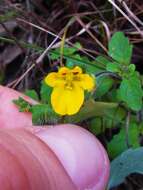 Image of Hemimeris racemosa (Houtt.) Merrill