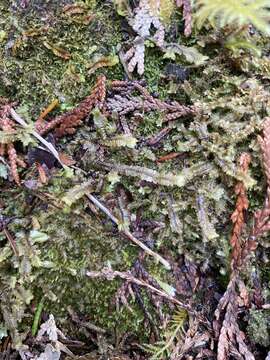 Image of Macrodiplophyllum rubrum D. H. Wagner