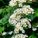 Image of Spiraea canescens D. Don