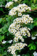 Plancia ëd Spiraea canescens D. Don