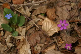 Image of American liverleaf