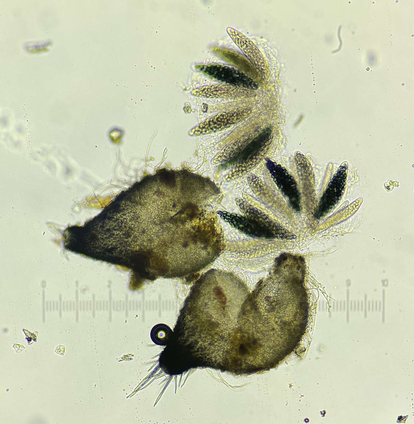 Image of Podospora collapsa (Griffiths) Cain 1962