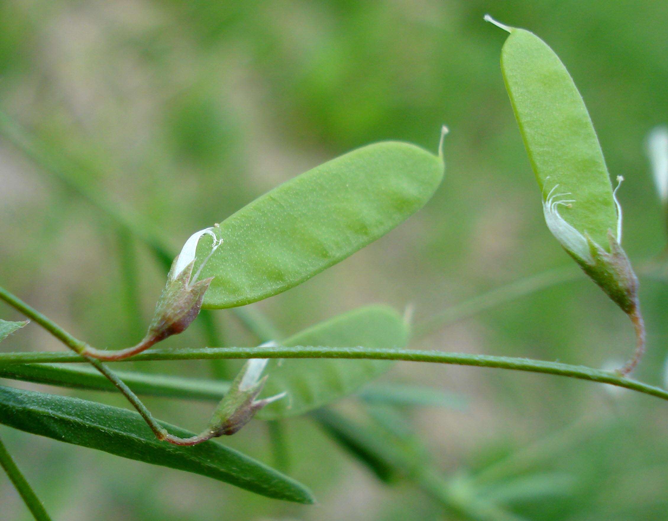 Imagem de Vicia tetrasperma (L.) Schreb.