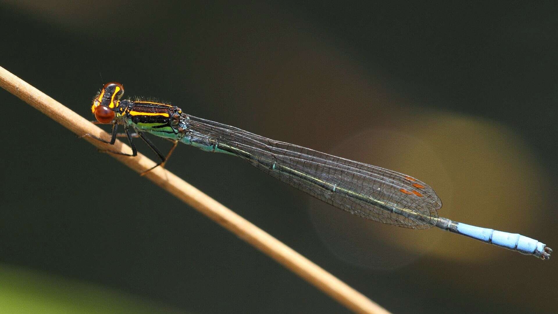 Image of Harlequin Sprite