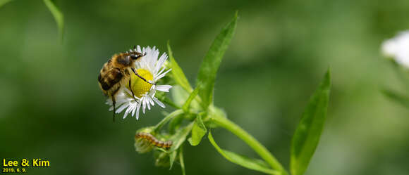 Image de Lasiotrichius