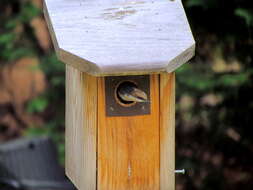 Image of Brown-headed Nuthatch