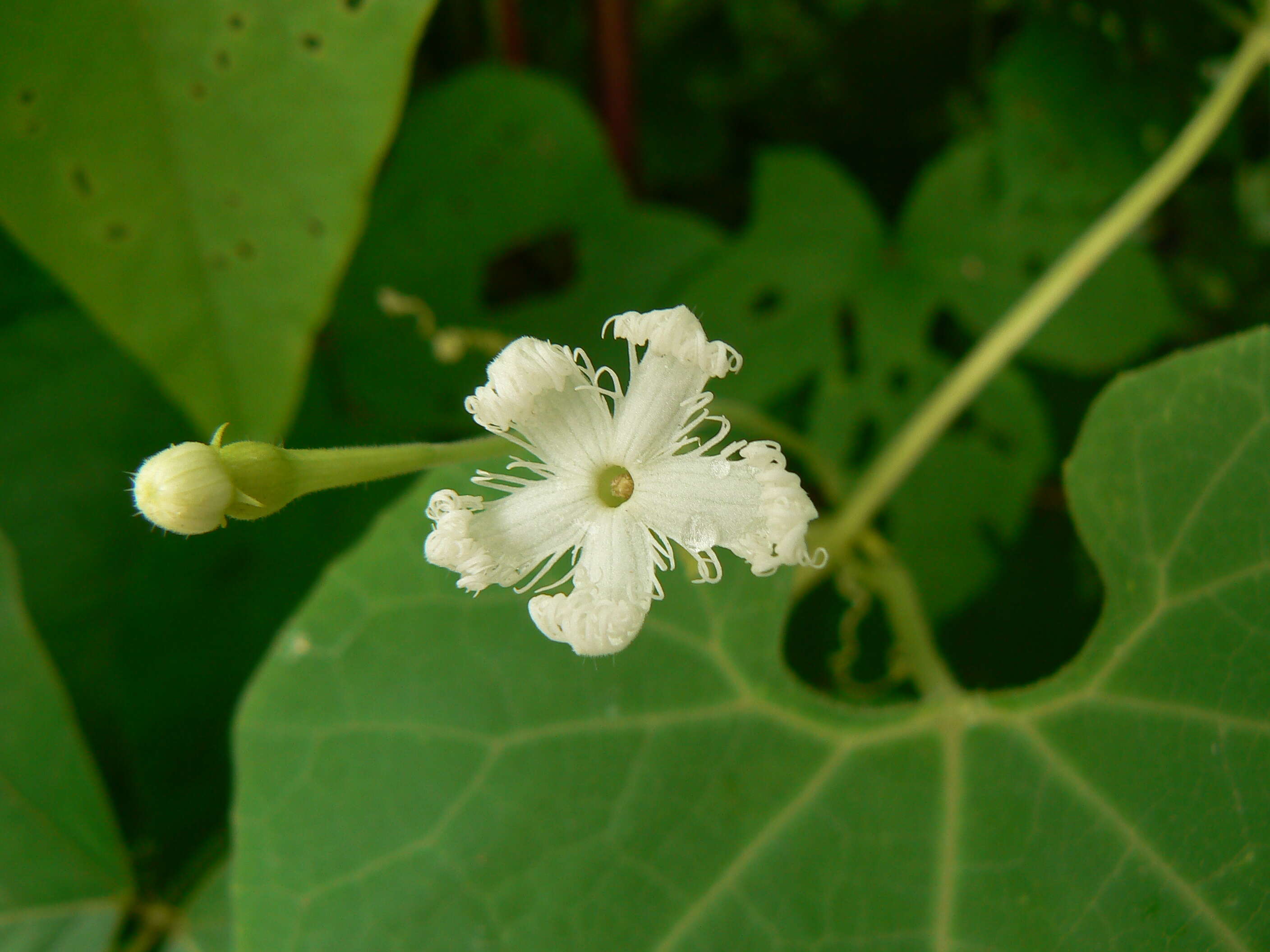 Sivun Trichosanthes cucumerina L. kuva