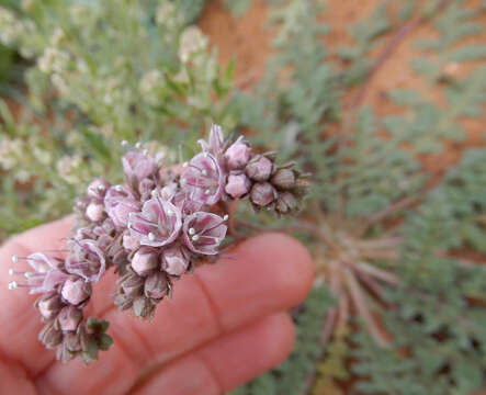 Image of Arizona phacelia