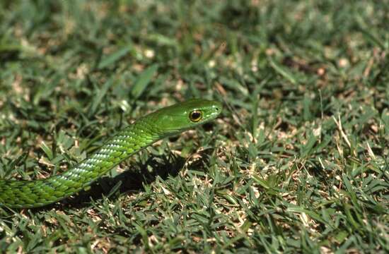 Image of Western Green Snake