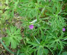 Plancia ëd Geranium dissectum L.