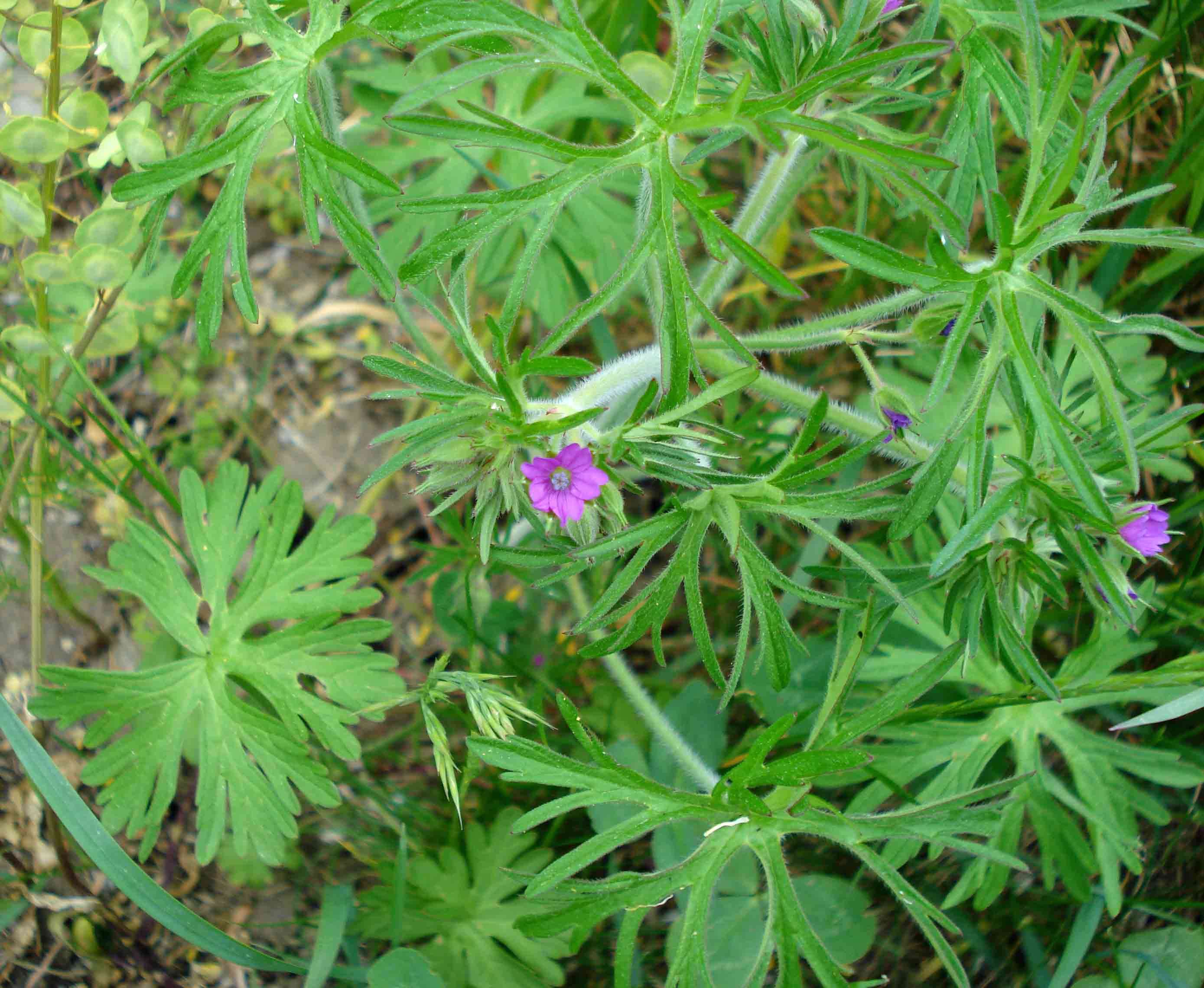 Plancia ëd Geranium dissectum L.