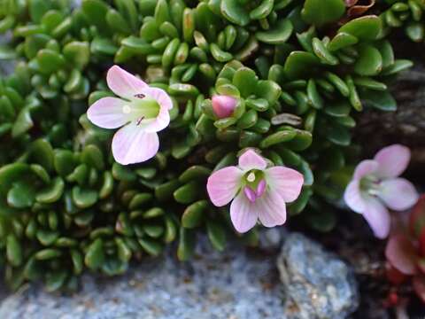 Image of Veronica planopetiolata G. Simpson & J. S. Thomson