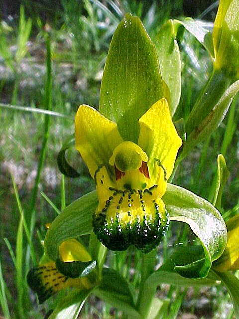 Plancia ëd Chloraea