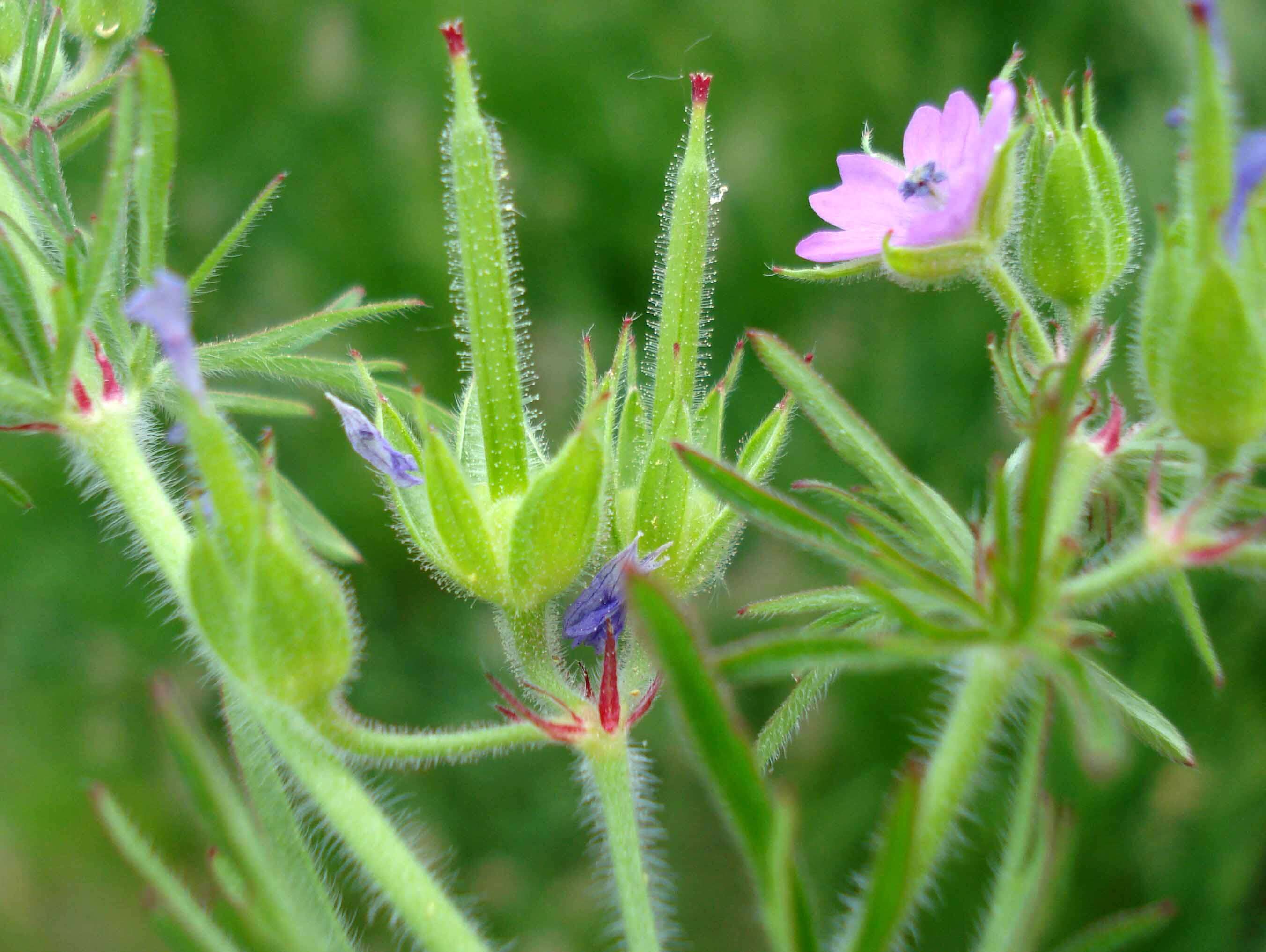 Plancia ëd Geranium dissectum L.