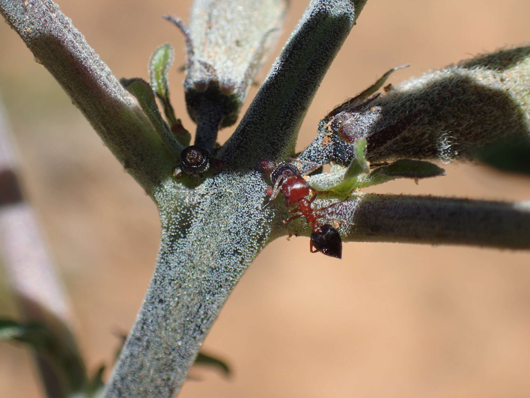 Image of Crematogaster melanogaster Emery 1895