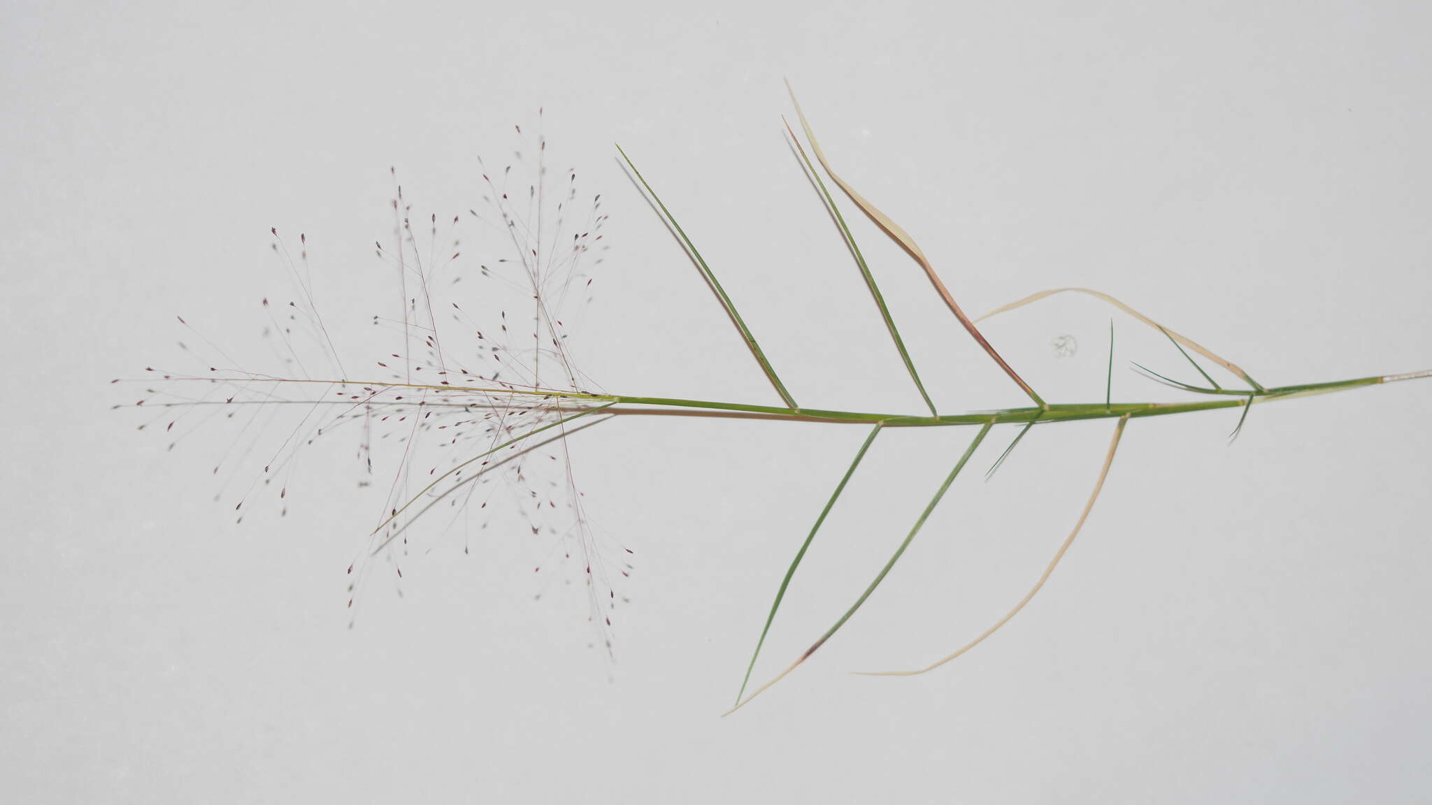 Imagem de Muhlenbergia asperifolia (Nees & Meyen ex Trin.) Parodi