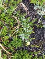 Image of forked wormwood