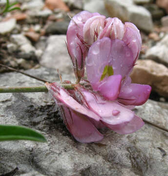 Image of Hedysarum daghestanicum Boiss.