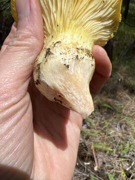 Image of Cantharocybe