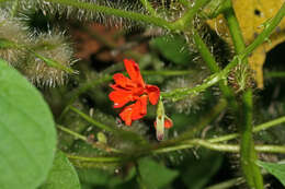Image of Tourrettia lappacea (L'Hér.) Willd.