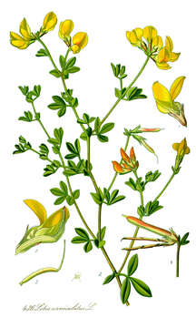 Image of Common Bird's-foot-trefoil