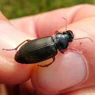 Image of Ground beetle