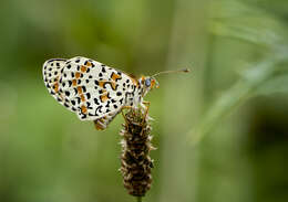 Image of Red-Band Fritillary