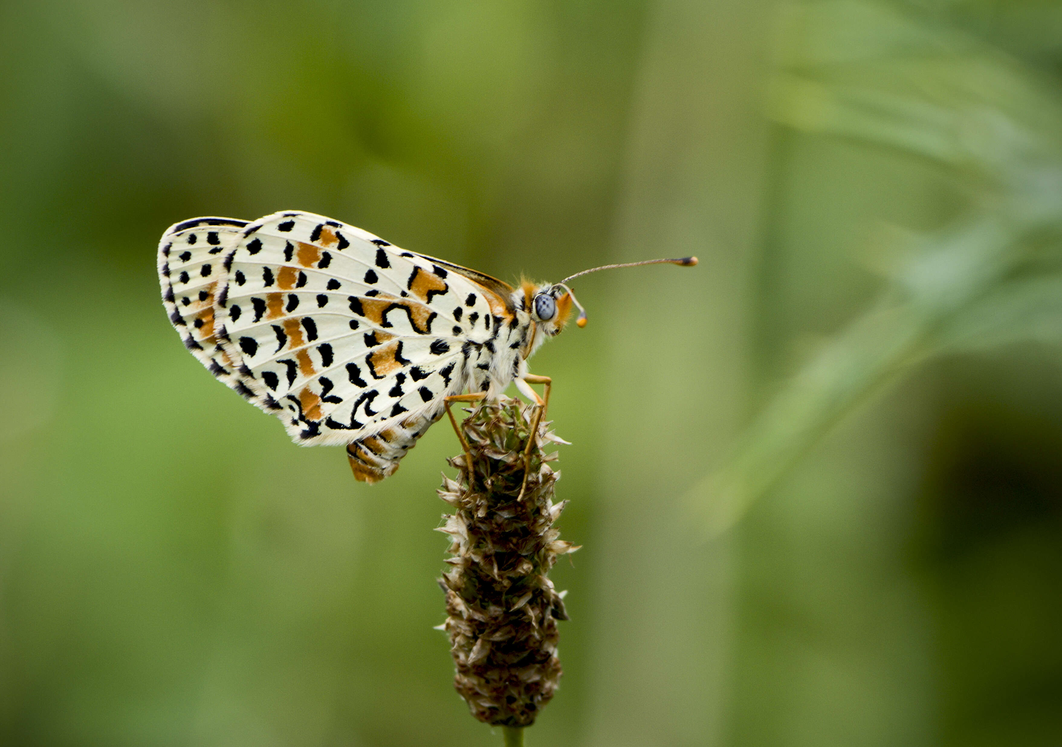 Image of Red-Band Fritillary