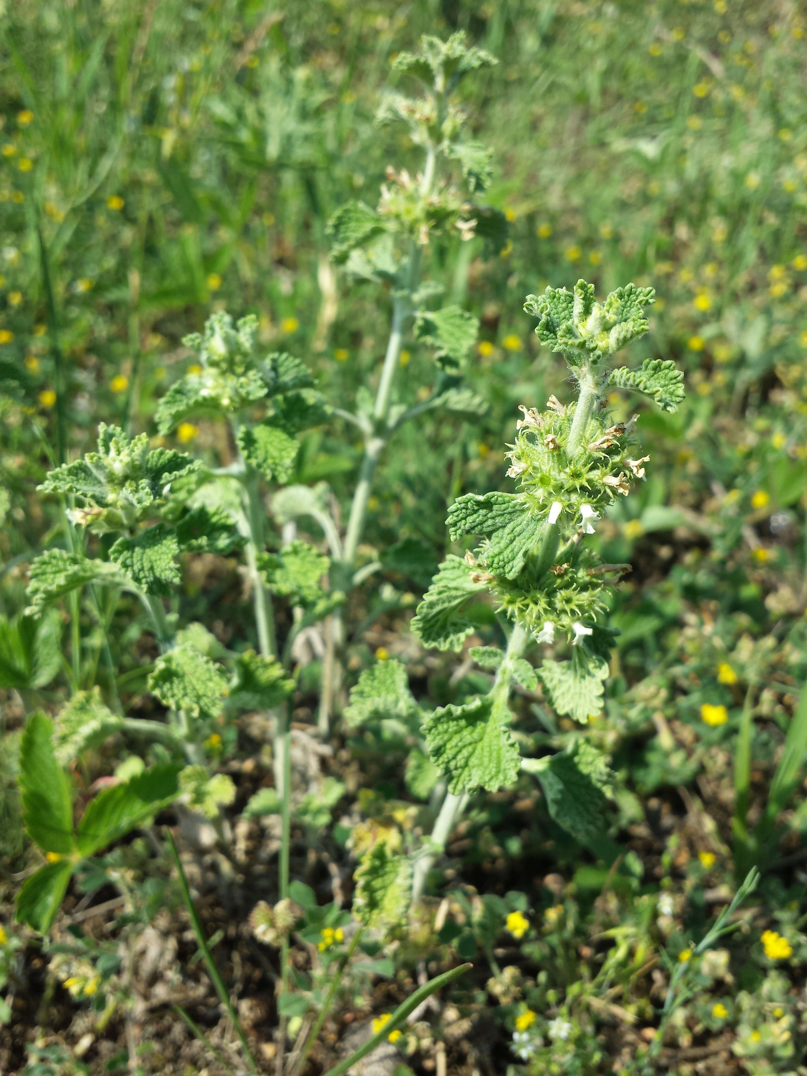 Image of horehound