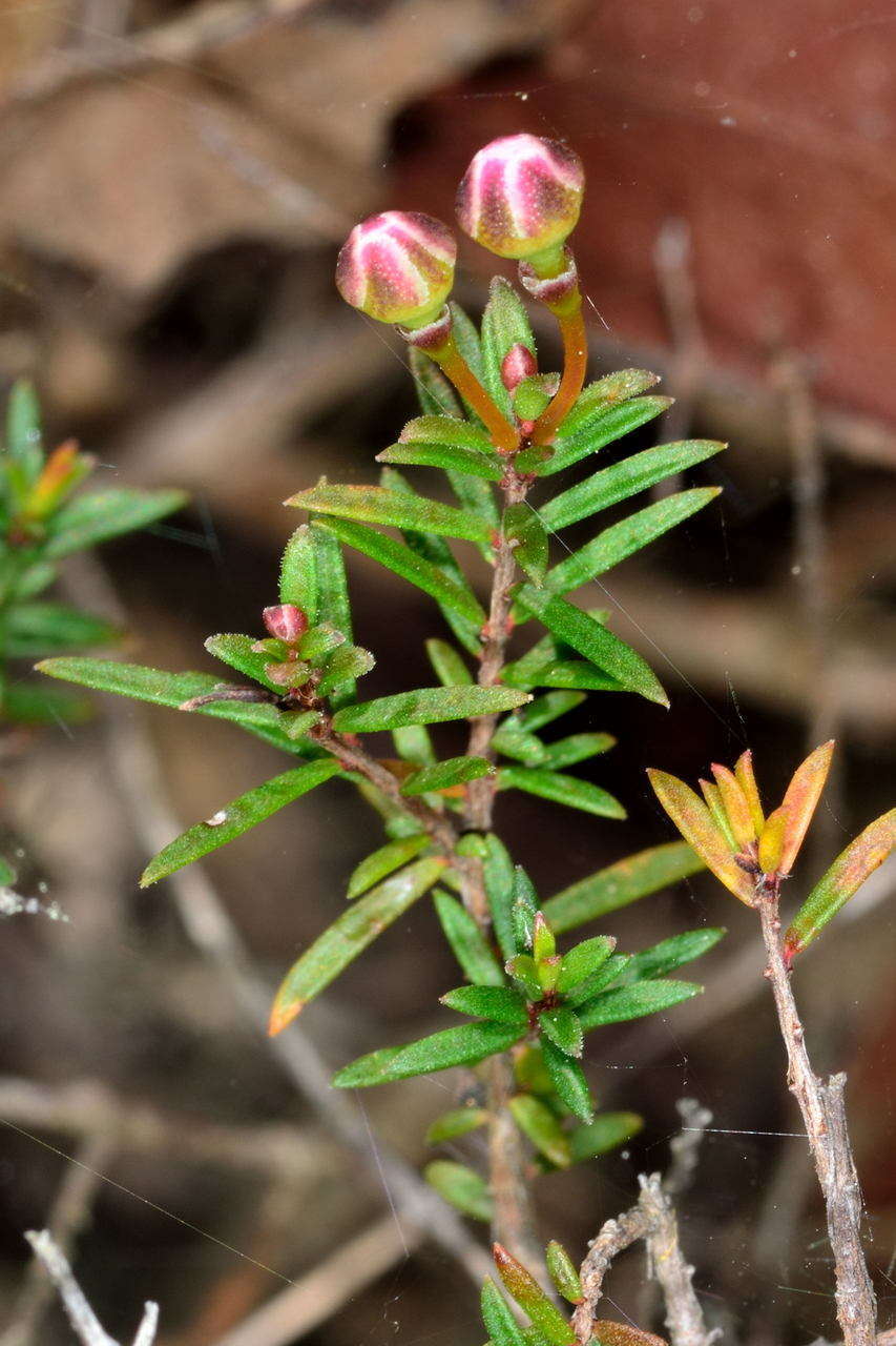 Imagem de Euryomyrtus ramosissima subsp. ramosissima