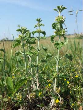 Image of horehound