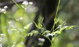 Image of garden chervil